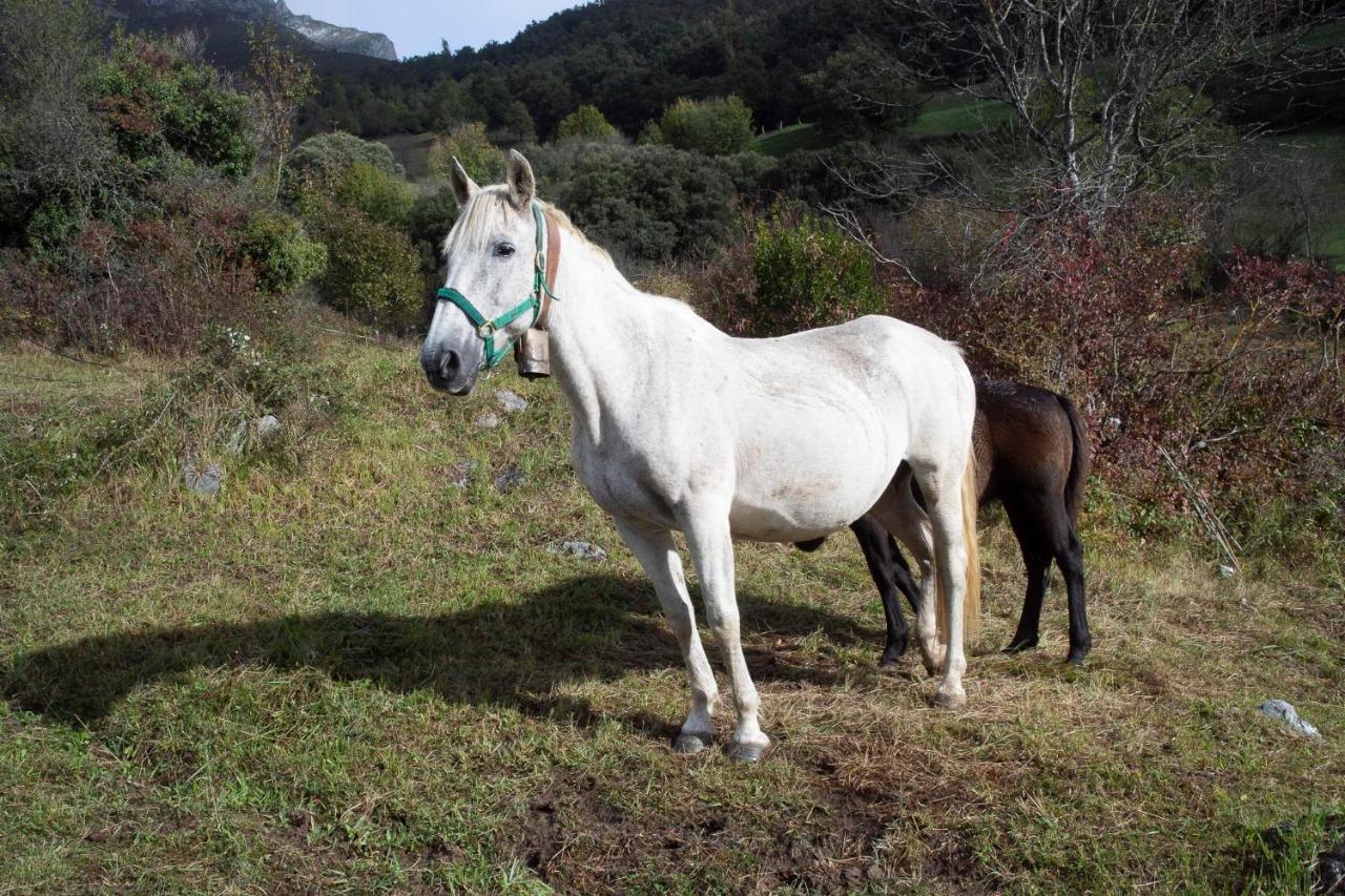 Apartamentos Los Picos De Europa Colio 外观 照片
